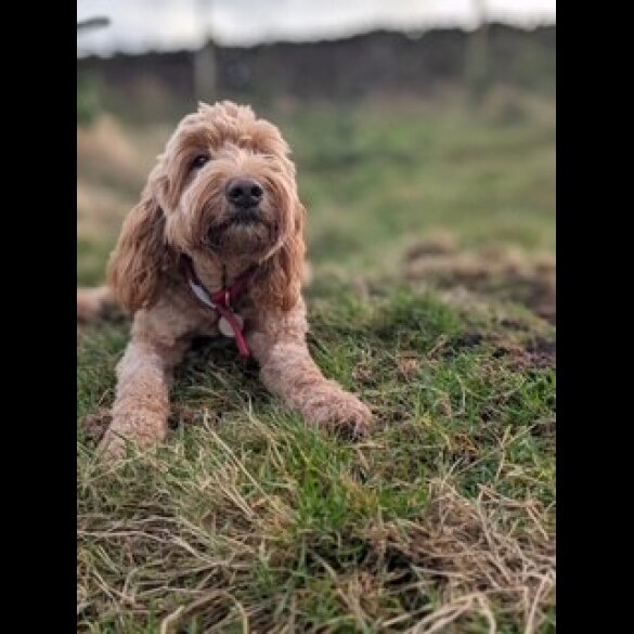 Goldendoodle - Both