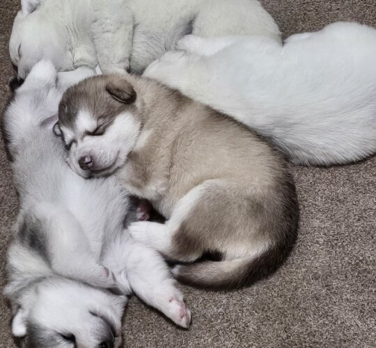 Alaskan Malamute