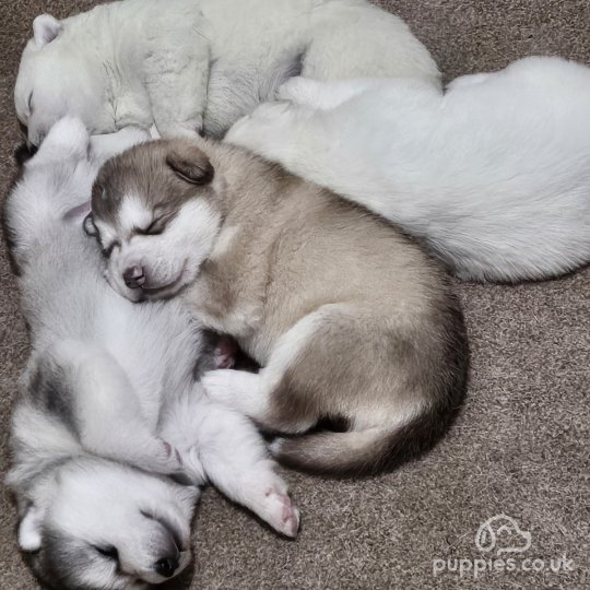 Alaskan Malamute - Both