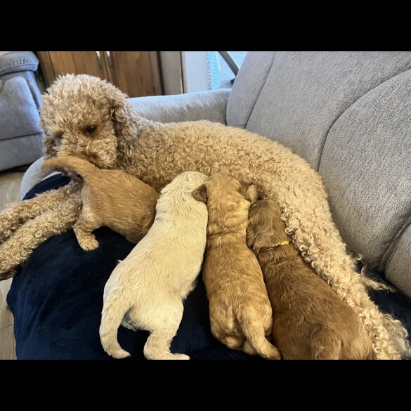 Goldendoodle - Both