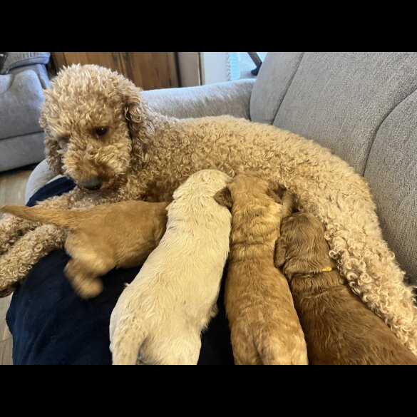 Goldendoodle - Both