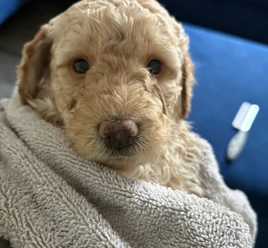 Labradoodle