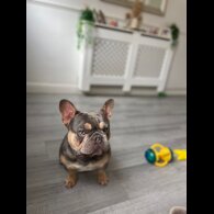 French Bulldog