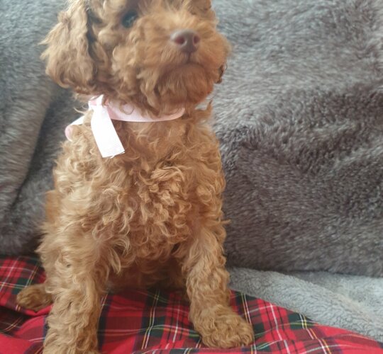 Cavapoo