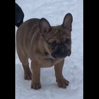 French Bulldog - Bitches