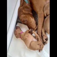 Hungarian Vizsla - Both