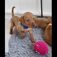 Hungarian Vizsla - Both