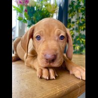 Hungarian Vizsla - Both