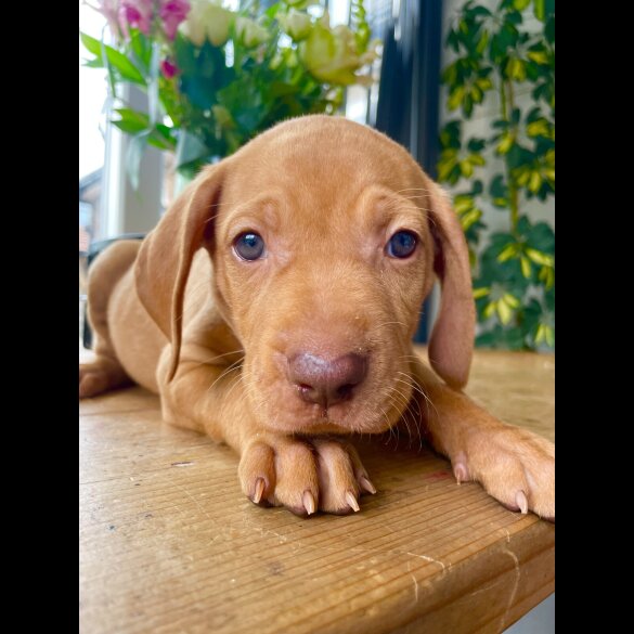 Hungarian Vizsla - Both