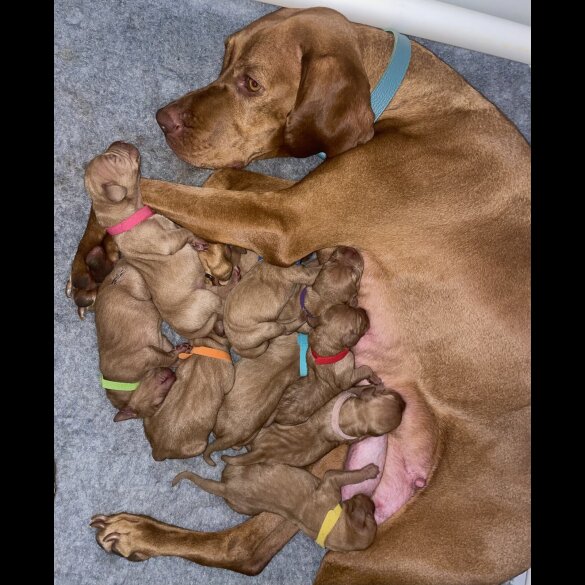 Hungarian Vizsla - Both