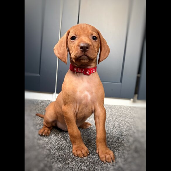 Hungarian Vizsla - Both