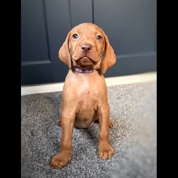 Hungarian Vizsla - Both