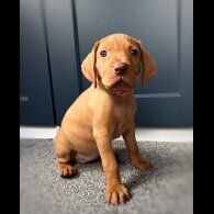 Hungarian Vizsla - Both