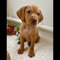 Hungarian Vizsla - Both