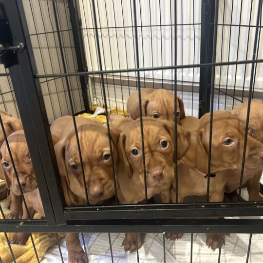 Hungarian Vizsla - Both