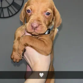 Hungarian Vizsla - Both