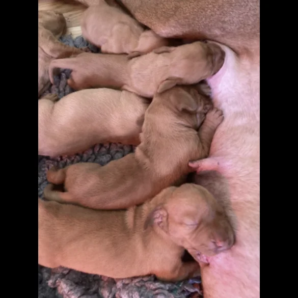 Hungarian Vizsla - Both