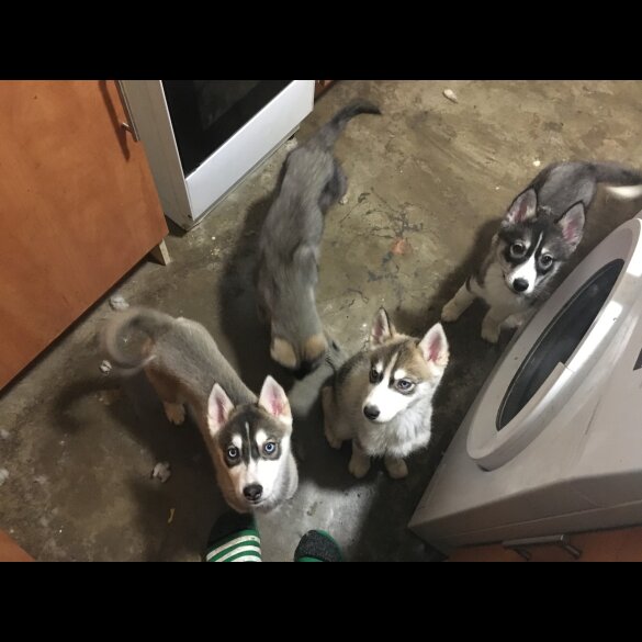 Siberian Husky - Bitches