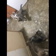 Siberian Husky - Bitches