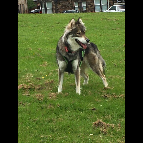 Siberian Husky - Bitches