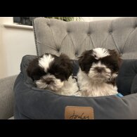 Shih Tzu - Dogs