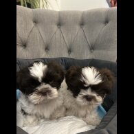 Shih Tzu - Dogs