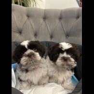 Shih Tzu - Dogs