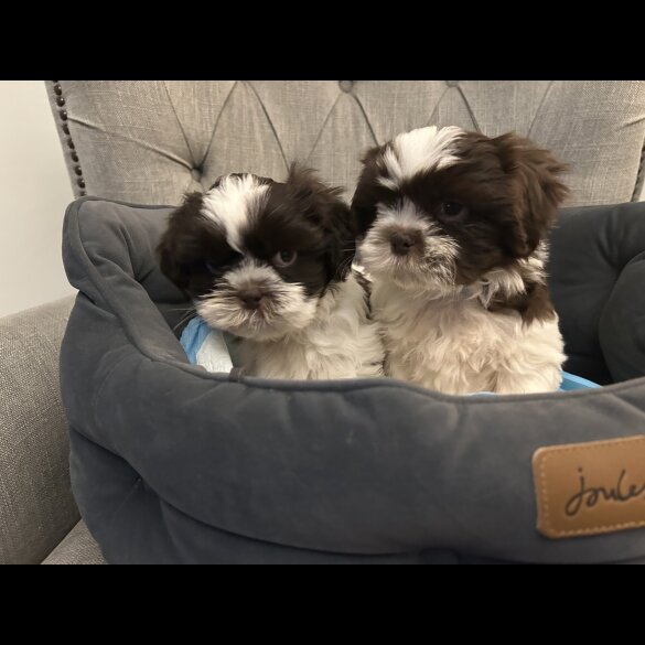 Shih Tzu - Dogs