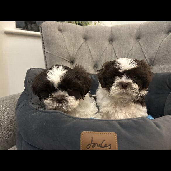 Shih Tzu - Dogs