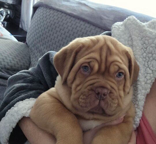 Dogue De Bordeaux