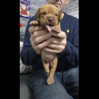 Dogue De Bordeaux - Both