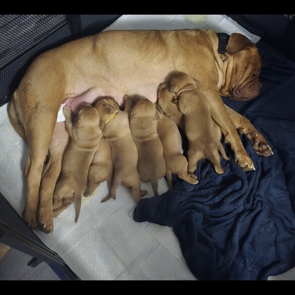 Dogue De Bordeaux - Both