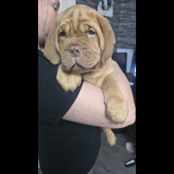 Dogue De Bordeaux - Both