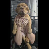 Dogue De Bordeaux - Both