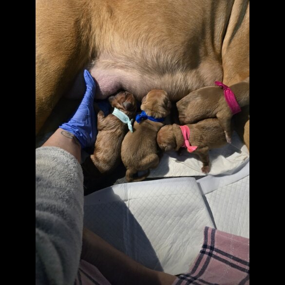 Dogue De Bordeaux - Both