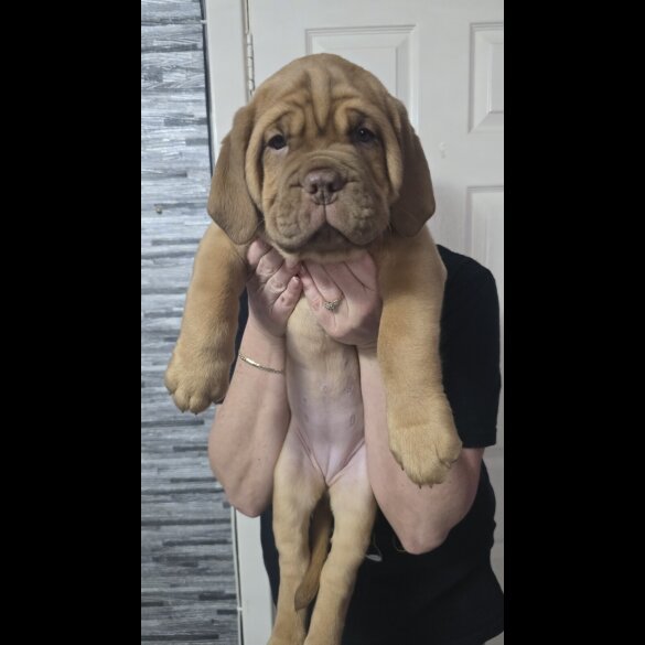 Dogue De Bordeaux - Both