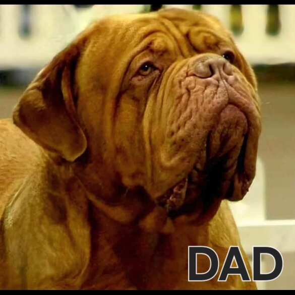 Dogue De Bordeaux - Both