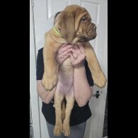 Dogue De Bordeaux - Both