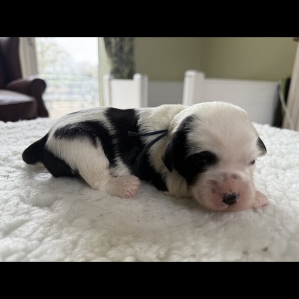 Tibetan Terrier - Both