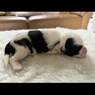 Tibetan Terrier - Both