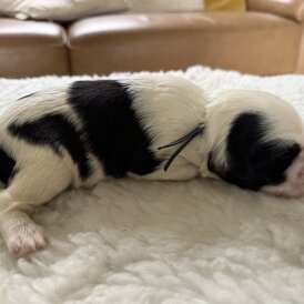 Tibetan Terrier - Both