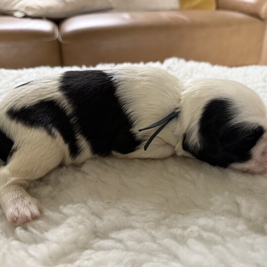 Tibetan Terrier - Both