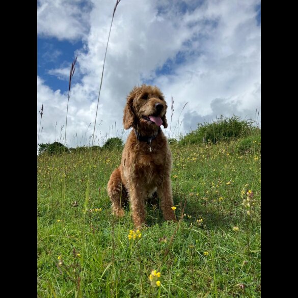 Labradoodle - Both