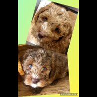 Labradoodle - Both