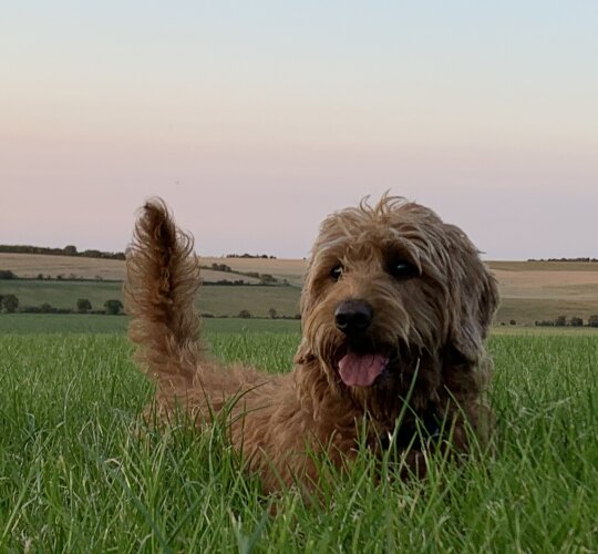 Labradoodle