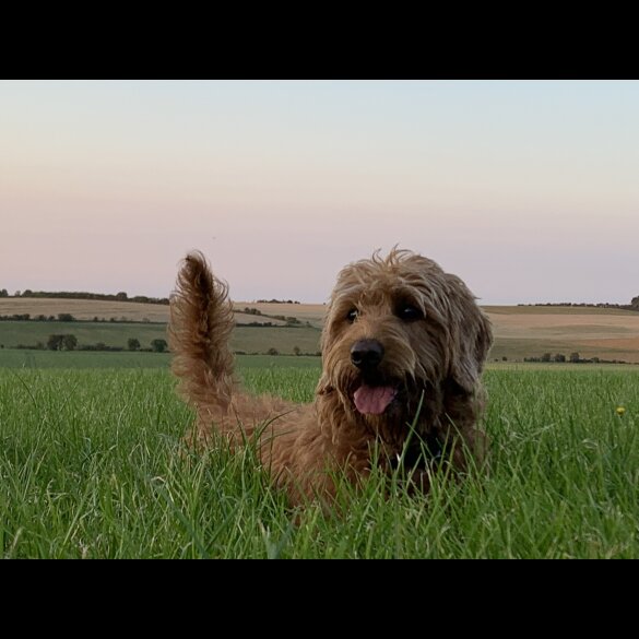 Labradoodle - Both