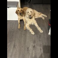 Labradoodle - Both