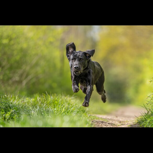 Labrador Retriever