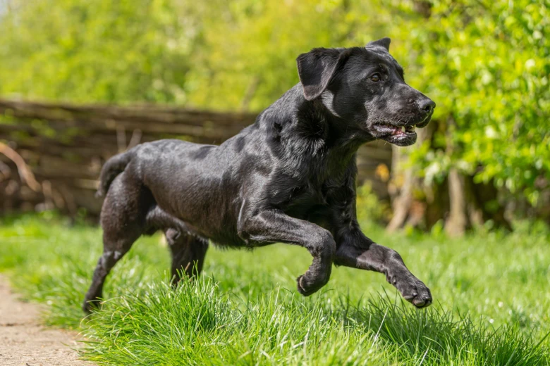 Labrador Retriever
