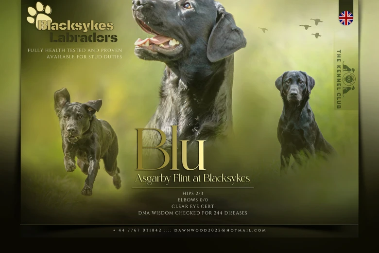 Labrador Retriever
